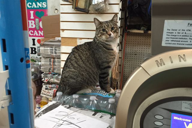 This cat loves the bodega's constant catcophony. <br>(Jen Chung / Gothamist)